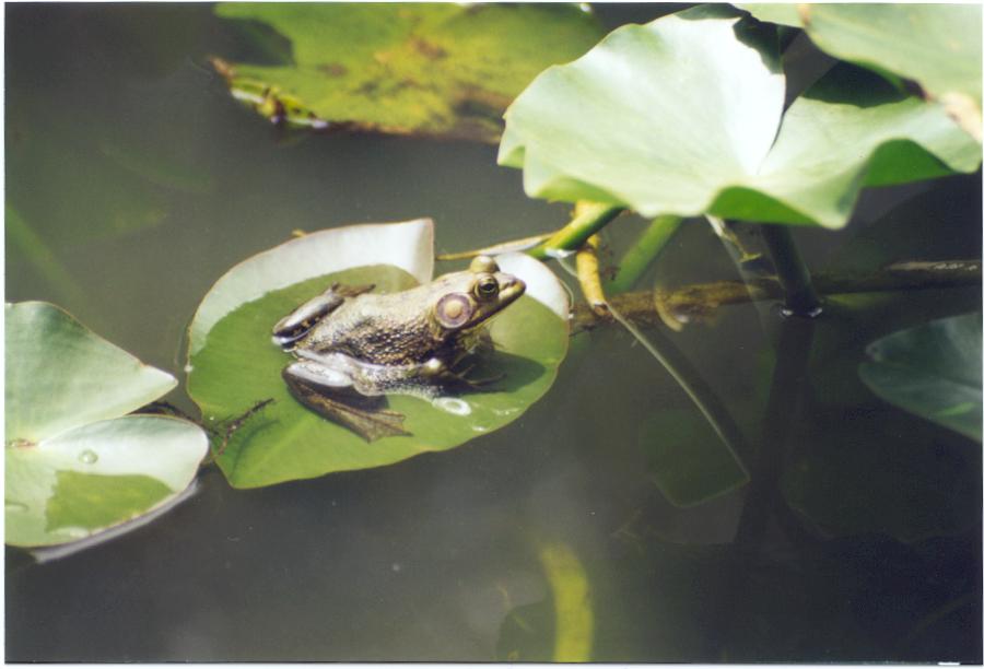 [http://www.groundwaterenvironmentalgroup.com/Photos/Everglades/frog_on_pad.jpg]